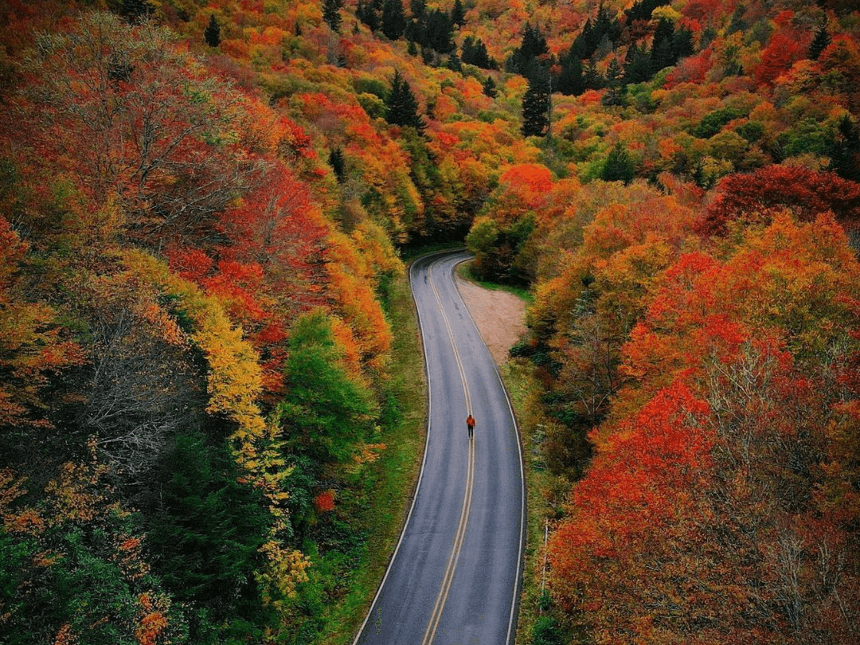 BluRidge Parkway cover in fall colored tress early in the morning